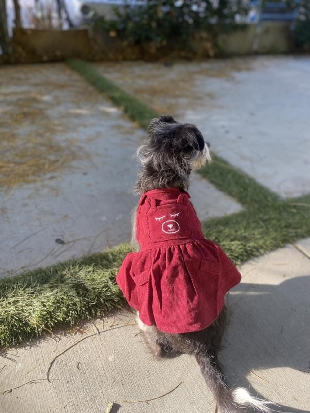 Red Corduroy Dog Dress with Bear Motif - Pets Dog